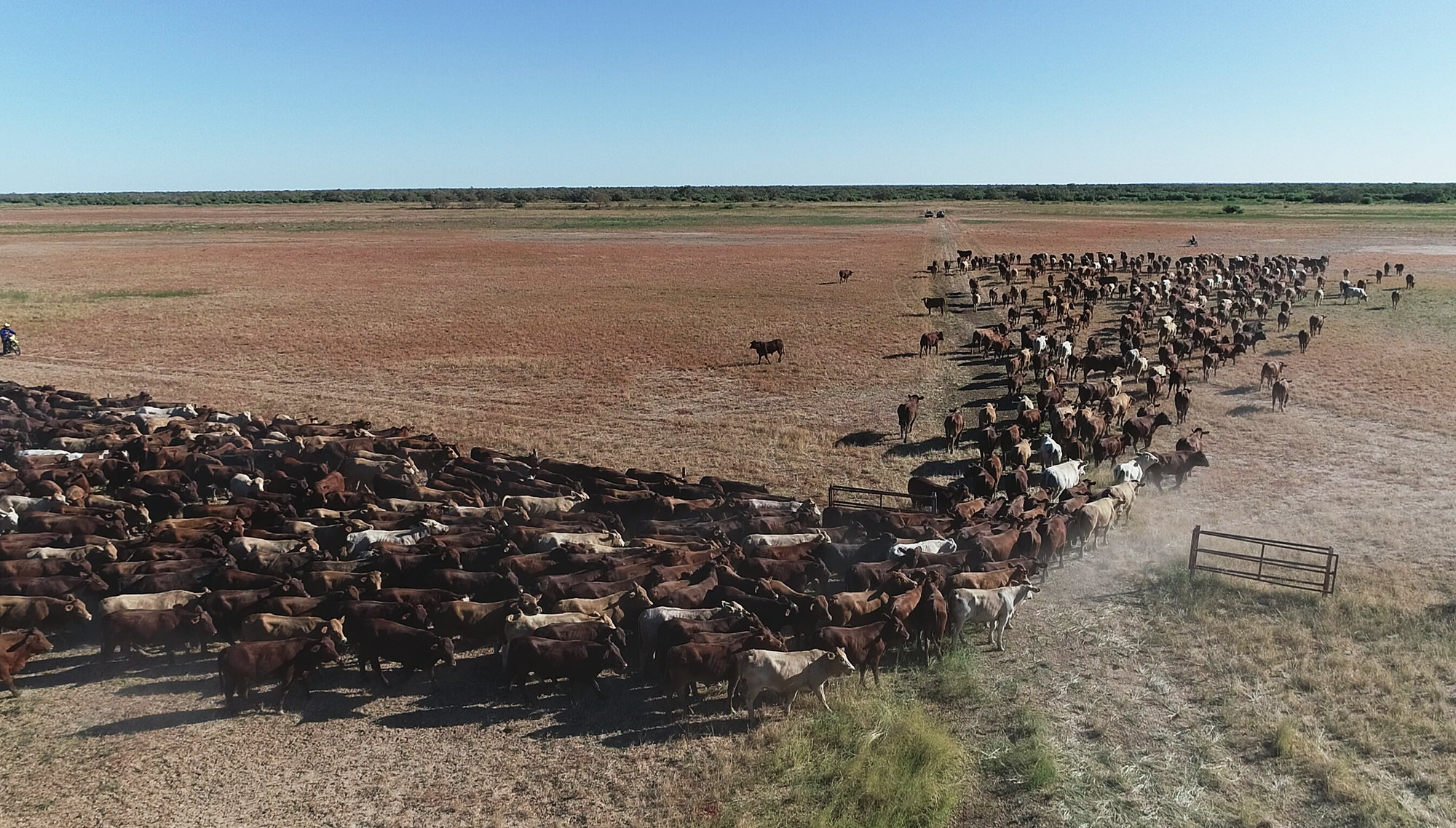 Cattle on a NAPCo property in northern Australia - NAPCo launched Australia’s first carbon neutral certified beef brand in 2019.