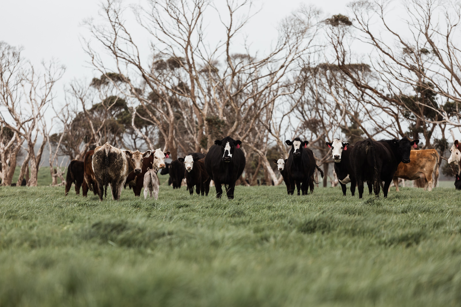 Greenham’s cull beef cows were scoring high on the MSA grading system.