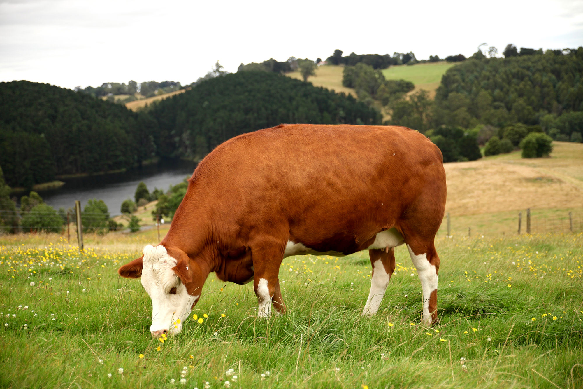Txuleta’s main breed is Fleckvieh - a dual-purpose breed used for both beef and milk with a similar frame to a beef animal.