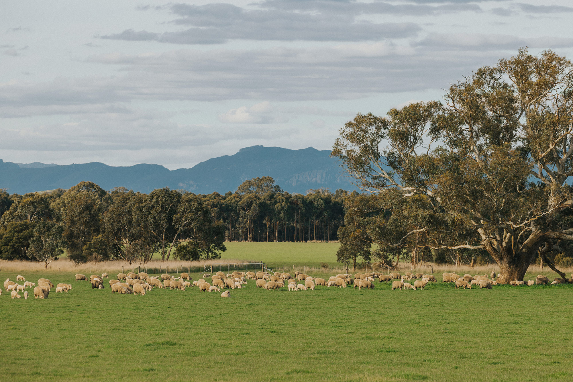 The world first Australian Sheep Sustainability Framework seeks to demonstrate and improve sustainability. 