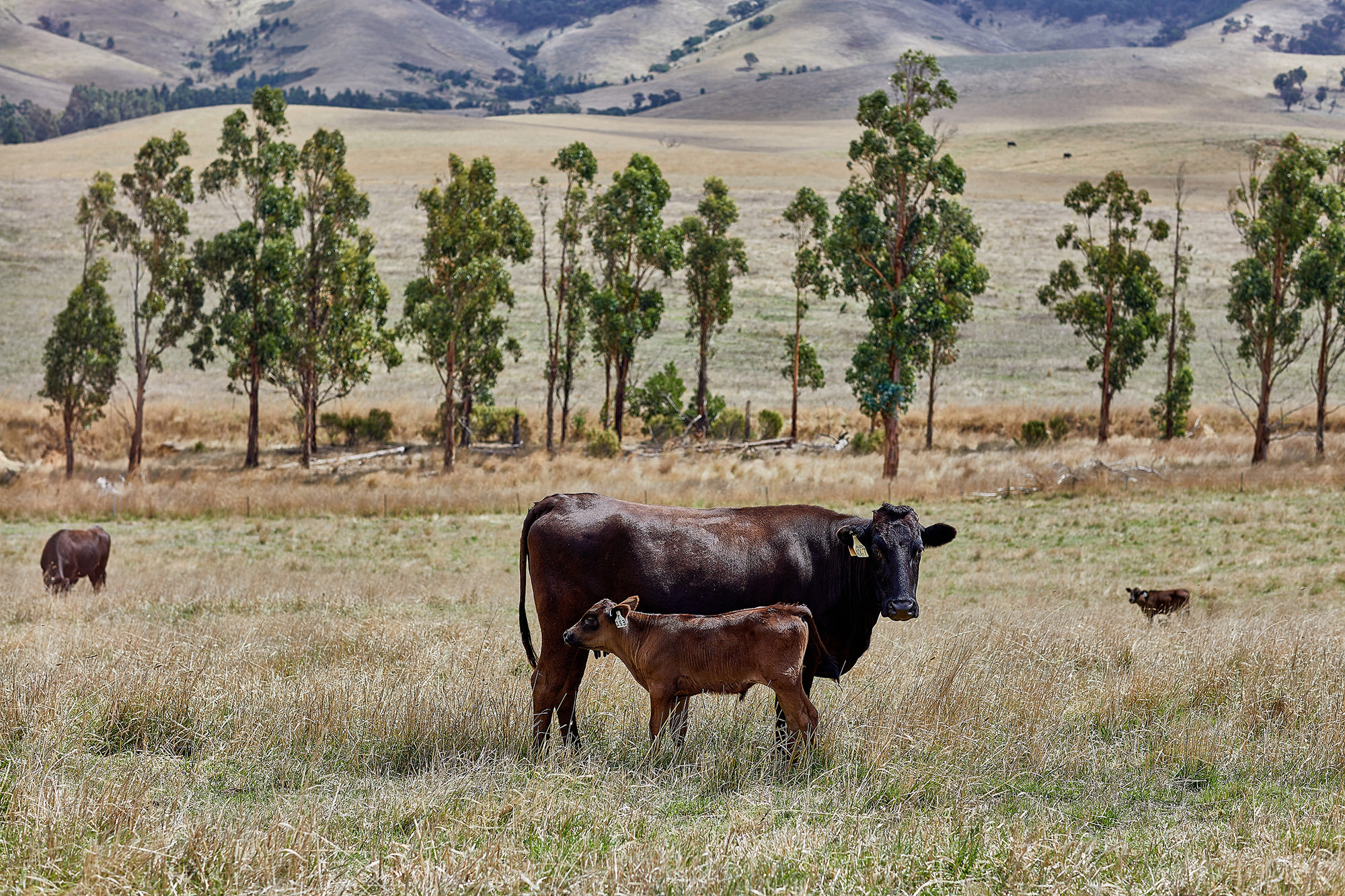 A Blackmore Wagyu cow and calf.