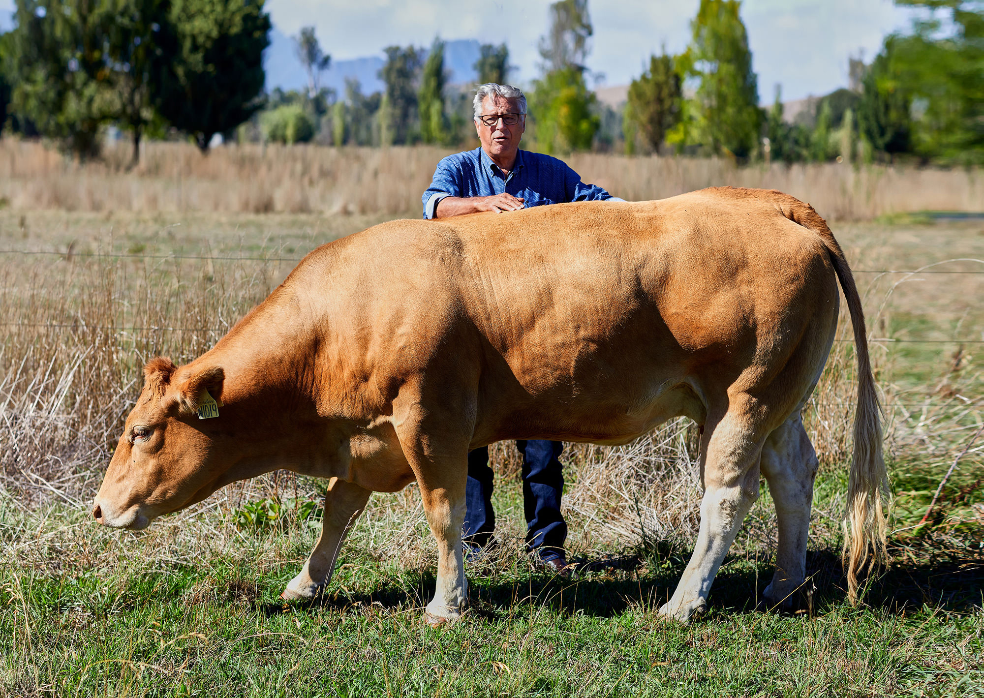 David Blackmore with one of his Rubia Gallega cows.