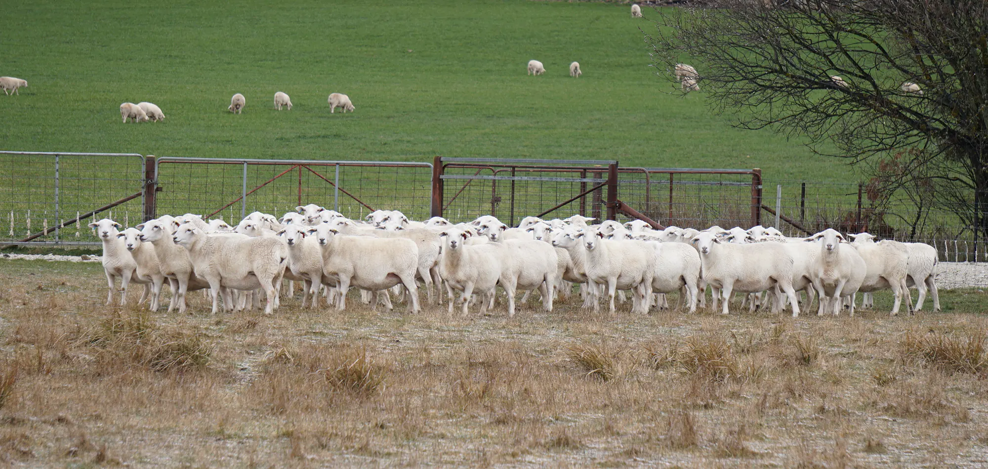 Australian White ewes at Tatty Keel – a purpose bred meat sheep
